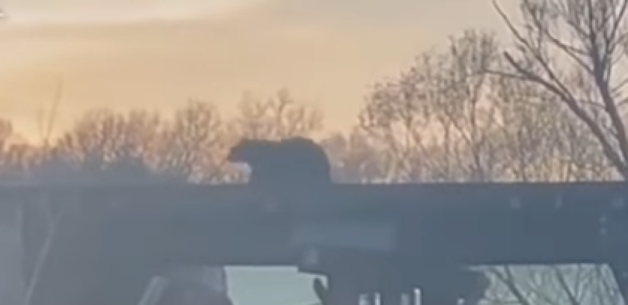 MEDVED JEO PALAČINKE PORED PUTA Automobil naleteo u punoj brzini, nije mu bilo spasa