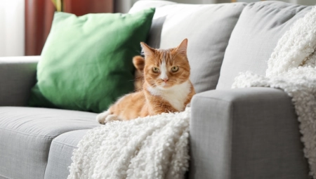KAKAV LUD ŽIVOT ONA VODI! Vlasnik zakačio kameru na mačku da snimi njene nestašluke, imao je šta da vidi
