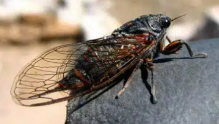 POLICIJA DOBILA POZIV ZBOG BUKE Ispostavilo se da galamu prave CVRČCI