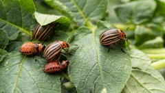 REŠITE SE KROMPIROVE ZLATICE ZAUVEK Uz pomoć ovog trika štetočine će potpuno nestati iz vašeg vrta