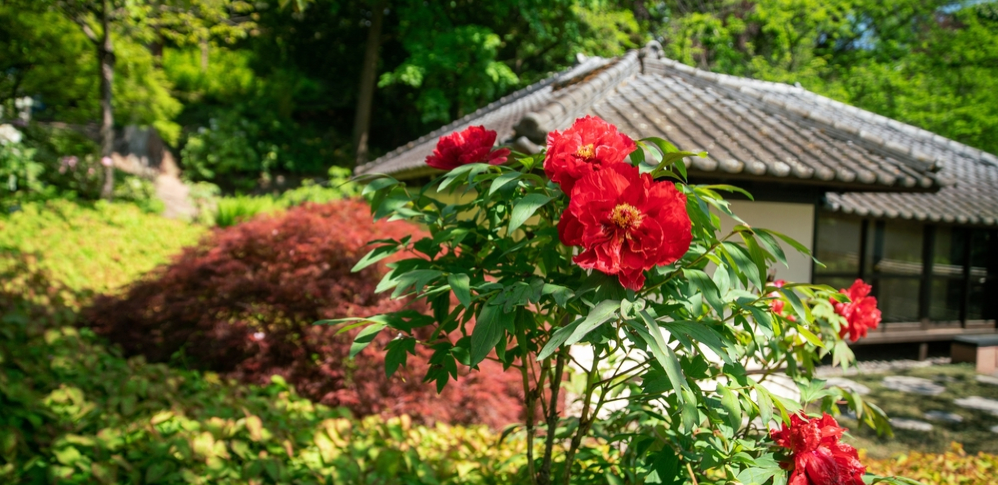 SUŠI VAM SE DRVO U DVORIŠTU Evo šta kaže narodno verovanje naših predaka