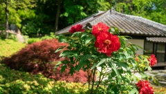 SUŠI VAM SE DRVO U DVORIŠTU Evo šta kaže narodno verovanje naših predaka