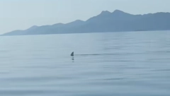 AJKULA SNIMLJENA U JADRANSKOM MORU?! Drama, tvrdi se da OVUDA krstari - isplivao i snimak! (VIDEO)