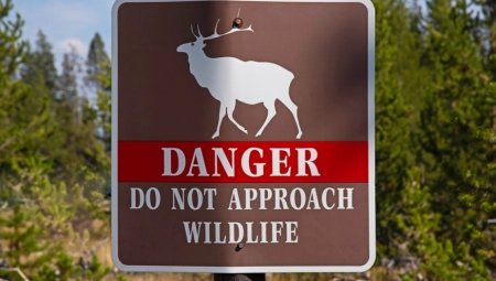 BAHATI MUŠKARAC PIJAN ŠUTNUO DIVLJU ZVER Životinja ga povredila, usledila žestoka kazna!