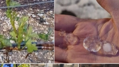 HAOS ZA 1.MAJ, PAO GRAD VELIČINE GOLF LOPTICA! Nebo se otvorilo u Parizu - ŠTETA JE VELIKA (FOTO)