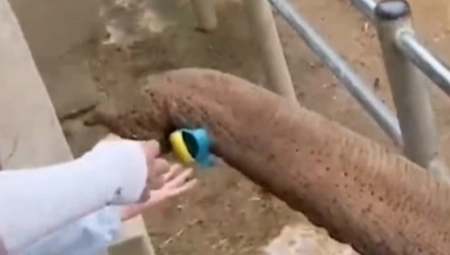 SNIMAK SLONICE (25) IZ ZOO VRTA POSTAO HIT Detetu upala sandalica u kavez, ona odmah reagovala, devojčica joj nije ostala dužna (VIDEO)