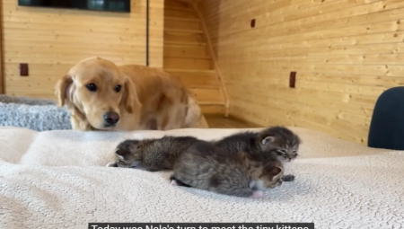 NEŠTO NAJSLAĐE ŠTO ĆETE DANAS VIDETI Evo kako je pas dočekao svoje nove prijatelje (VIDEO)