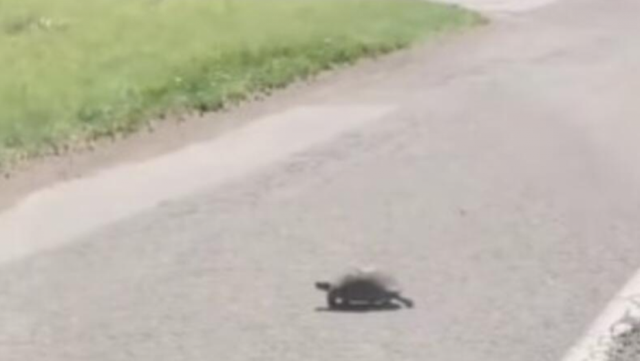 DA SE ISTOPIŠ OD SLATKOĆE! Vozaču kod Bačke Palanke kornjača mu PREPREČILA put, evo šta je hitno uradio! (VIDEO)
