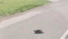 DA SE ISTOPIŠ OD SLATKOĆE! Vozaču kod Bačke Palanke kornjača mu PREPREČILA put, evo šta je hitno uradio! (VIDEO)