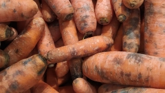 TAMNE MRLJE NA ŠARGAREPI Evo zbog čega nastaju i da li je povrće tada bezbedno za jelo