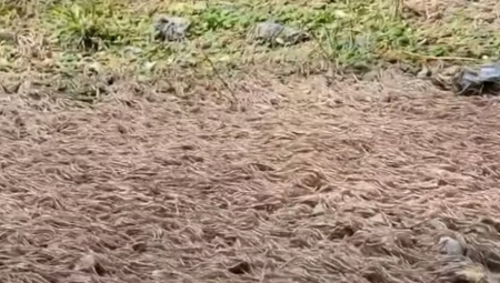 TURISTI MISLILI DA VIDE STAZU PUNU LIŠĆA Kada je krenulo da se pomera, razbežali se od straha, čak je i vodič zanemeo! (VIDEO)