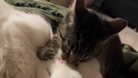 SNIMAK KOJI ĆE VAM ULEPŠATI DAN Ovakvu ljubav psa i mačke još niste videli (VIDEO)