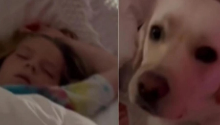 PAS ODVUKAO RODITELJE KOD ĆERKE U SOBU Čim su je videli pozvali su doktora (VIDEO)