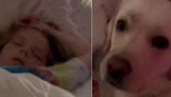PAS ODVUKAO RODITELJE KOD ĆERKE U SOBU Čim su je videli pozvali su doktora (VIDEO)