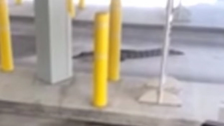 DIVLJA ZVER HTELA DA UĐE U BANKU Lagano ušetala do blagajne, sprečili je da ''podigne kredit'' jer, kako kažu, nije imala račun! (VIDEO)