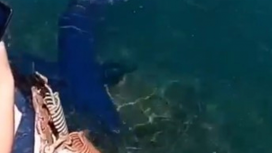 NEVIĐENA DRAMA U GRČKOJ Ajkule se sjatile uz obalu - Meštani i turisti u strahu