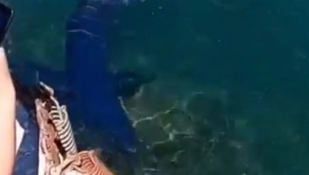 NEVIĐENA DRAMA U GRČKOJ Ajkule se sjatile uz obalu - Meštani i turisti u strahu