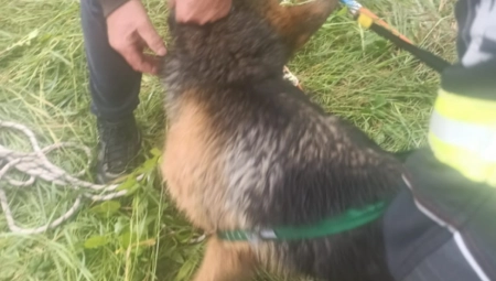 PAS JEDVA PREŽIVEO Zaglavio se u rupi dubokoj 10 metara, vatrogasci uspeli da ga spasu (FOTO)