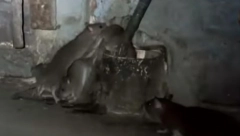 BOLNA ISPOVEST BESKUĆNIKA MILETA "Ne zameram joj što je otišla, ko još želi da spava sa pacovima"