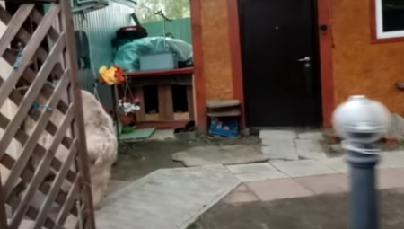 RUSKA PORODICA PRIPITOMILA DIVLJU ZVER Ne ujeda, pojede preko 20 kilograma hrane, pomaže u kući! (VIDEO)