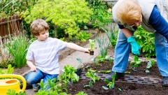 NISU DOBRA KOMBINACIJA Nikako ne sadite beli luk pored pasulja i ruže pored hortenzija, evo zašto je to važno