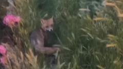 DIVLJA ZVERKA SE OPET POJAVILA U BEOGRADU Evo gde je sada viđena (VIDEO)