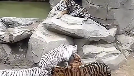 PAS ZAVRŠIO U ZOLOŠKOM VRTU KOD TIGROVA Ono što je usledilo šokiralo je sve prisutne (VIDEO)