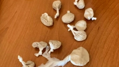 PAO DILER IZ TOPOLE Policija kod njega pronašla paketiće heroina