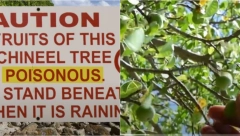 OVO JE NAJSMRTONOSNIJE DRVO NA SVETU Primamljiva voćka podseća na jabuku, a ishod čak i izdaleka može biti fatalan! (VIDEO)