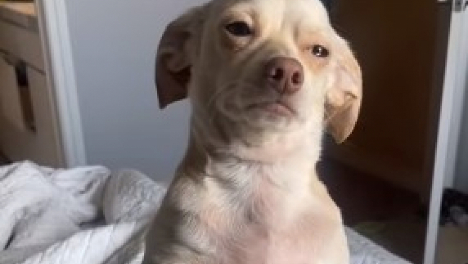 MALENI PAS GLEDA U SVOJU VLASNICU SA OČIMA PUNIM SUZA ,,Molim te nemoj me tako gledati...mnogo te volim''