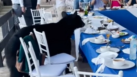 MEDVED SE POPEO NA STO, PA NAPRAVIO HAOS U RESTORANU Reakcija konobara je urnebesna! (VIDEO)