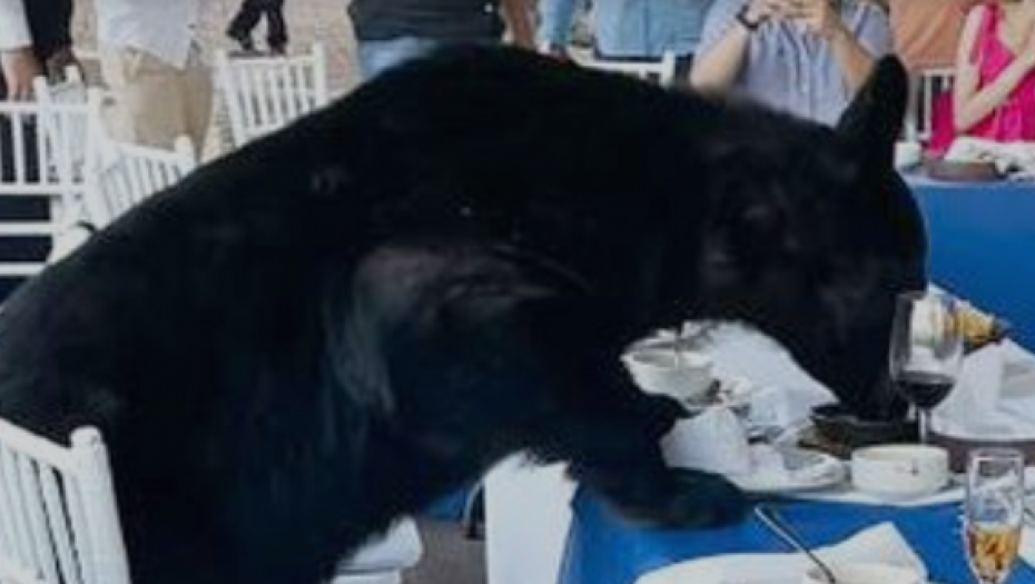 MEDVED SE POPEO NA STO U RESTORANU Gosti ostali bez teksta (VIDEO)