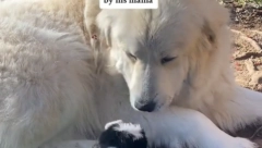 OVAKO NEŠTO SIGURNO NISTE VIDELI Majka napustila malo JARE, usvojio ga PLANINSKI PAS (VIDEO)