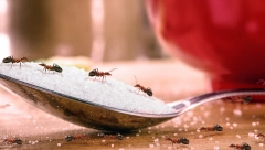 KAKO OTERATI MRAVE Ako su vam okupirali kuću, primenite baka Verin trik, beže kao ludi!