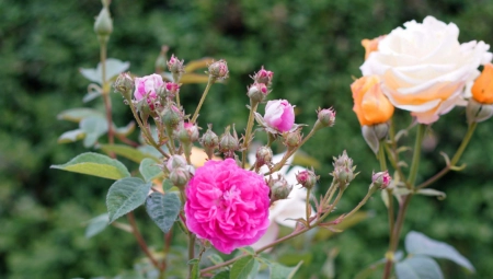 ČUDO U RAČI Šaren buket sa jedne ruže, Branislav ne veruje odkud ovo u njegovoj bašti