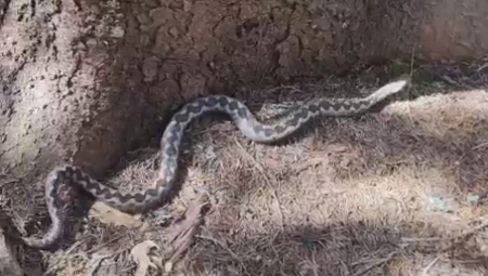 PEŠTERSKI RENDŽER SE SUSREO SA OPASNOM ZMIJOM DUGOM METAR! Evo KAKO da se ponašate ako vam se desi isto! (FOTO)
