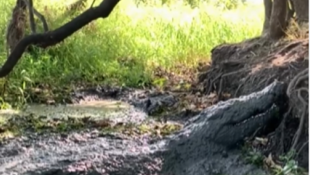 LJUBITELJ PRIRODE ZA DLAKU IZBEGAO TRAGEDIJU U blatu ga je vrebala divlja zver, prizor ledi krv u žilama! (VIDEO)