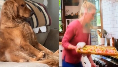 JEL MOGUĆE DA PAS OVO RADI, KAO DA JE ČOVEK? Hit snimak preslatke labradorke će vam ulepšati dan!