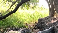 SNIMAK IZ MOČVARE LEDI KRV U ŽILAMA Krokodil čeka u zasedi, evo kako se završilo (VIDEO)