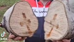 SEKAO DRVA, PA OSTAO U POTPUNOM ŠOKU KAD JE VIDEO OVO Unutar drveta se ukazao MOĆAN SIMBOL (VIDEO)