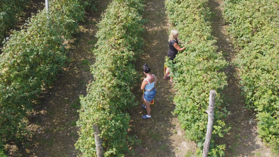 DNEVNICA 4.000 DINARA Smeštaj i hrana obezbeđeni, ali nema ko da bere