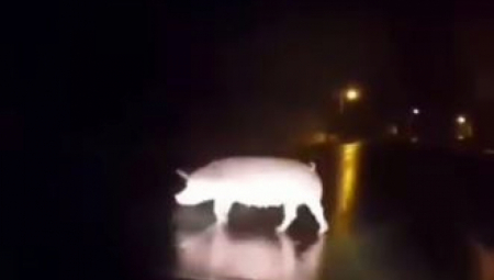 DIVLJA SVINJA NAPRAVILA ZASTOJ U MAČVI! Prase tumara putem usred noći u Belotiću! (VIDEO)