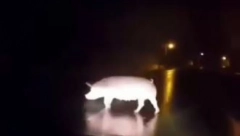 DIVLJA SVINJA NAPRAVILA ZASTOJ U MAČVI! Prase tumara putem usred noći u Belotiću! (VIDEO)