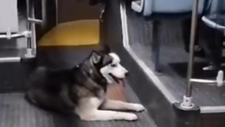 NEOBIČAN PUTNIK NA LINIJI 42 ODUŠEVIO BEOGRAĐANE Haski se vozi gradskim prevozom i uživa! (VIDEO)