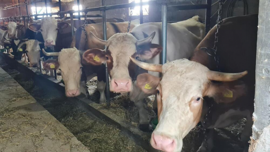 DOMAĆINSKA KUĆA ZA PRIMER! Strizovići iz Gornjeg Milanovca rade od jutra do mraka, imaju čak 22 krave - otkrili šta je KLJUČ USPEHA!