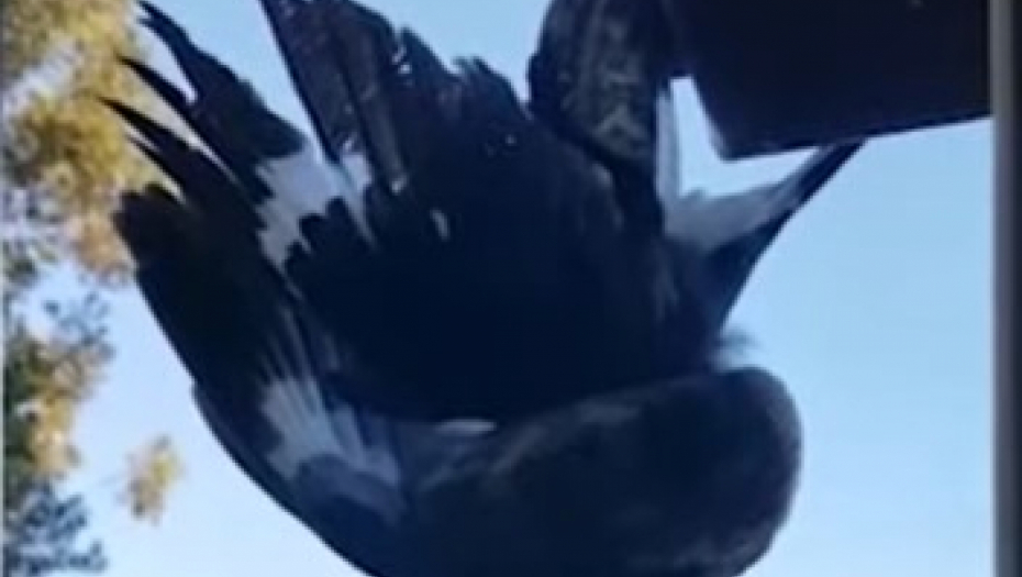 ČUO JEZIVE ZVUKE ISPRED KUĆE, PA OTVORIO PROZOR Scena ispred njega je bila zastrašujuća! (VIDEO)