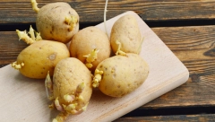KAKO SPREČITI DA KROMPIR PROKLIJA? Naše bake su primenjivale ovu caku, ostaće svež godinu dana!