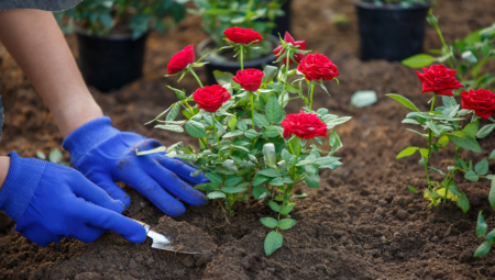 NEMA GREŠKE Ovo je idealno doba za sadnju ruža, cvetaće tokom cele godine