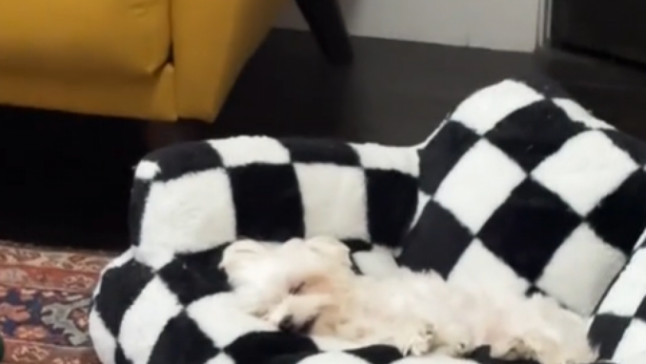 OVU ŽENU PAS SVAKODNEVNO DOVEDE DO SUZA Njegova reakcija kada se budi i ugleda vlasnicu je NEPROCENJIVA (VIDEO)