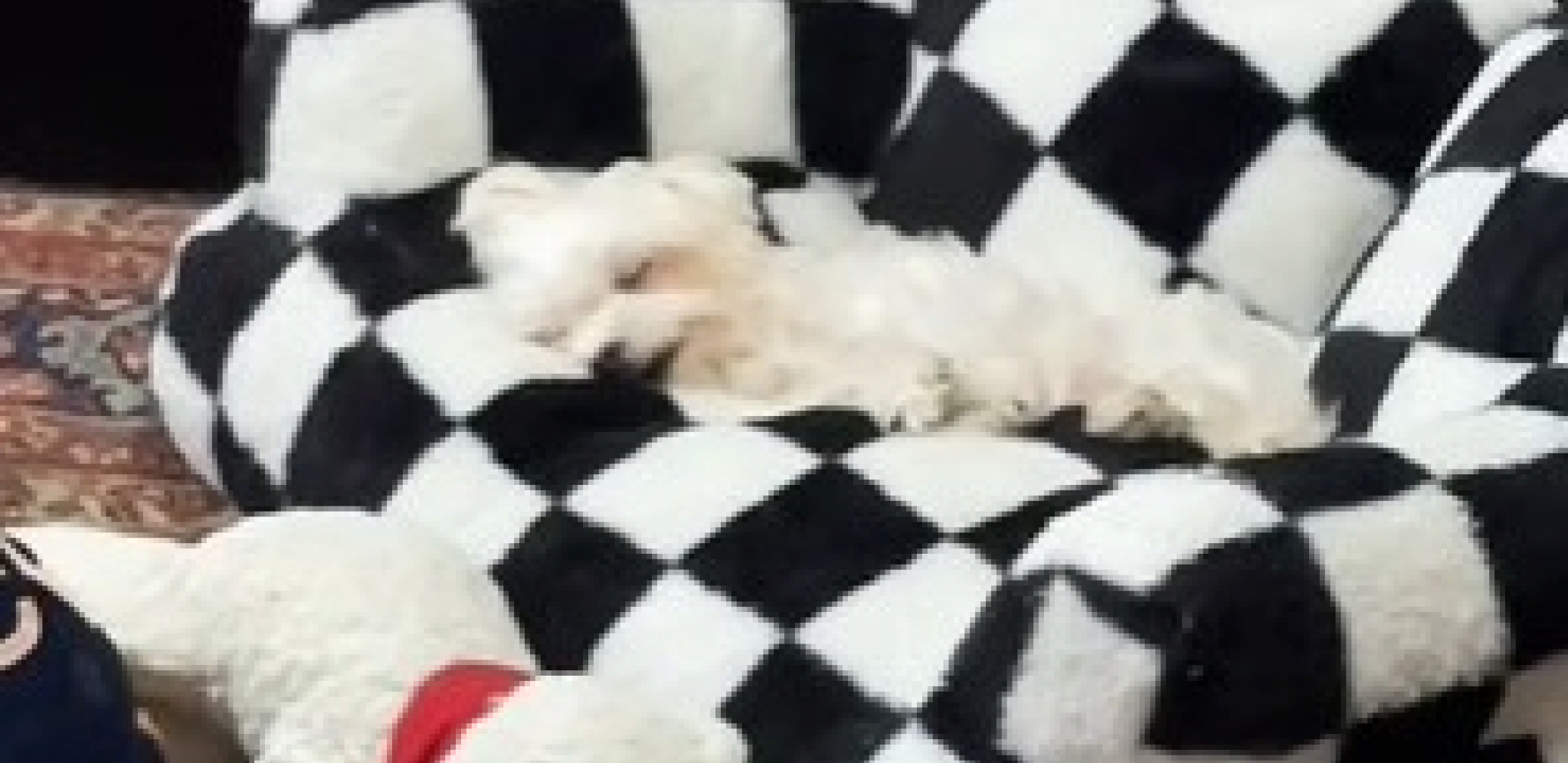 "SVAKI DAN PLAČEM" Evo zašto su psi koji se bude najslađi prizor za sve vlasnike! (VIDEO)